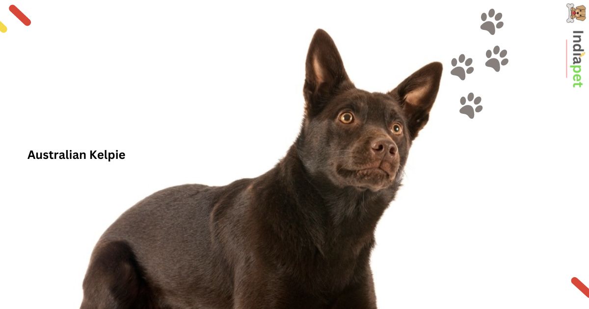 Black and Brown dog Breed 