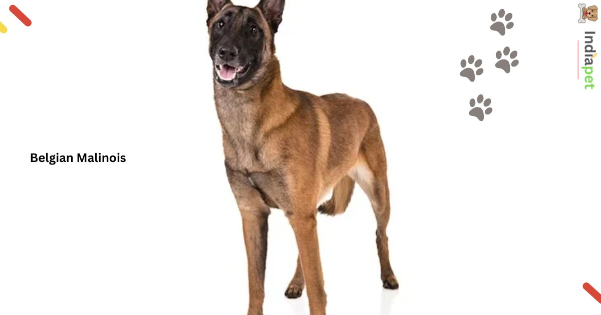 Black and Brown dog Breed name