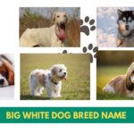 15+ Big White Dog Breed Name