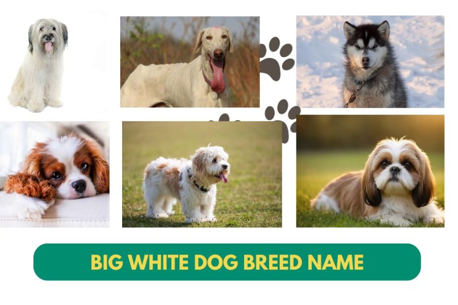 15+ Big White Dog Breed Name