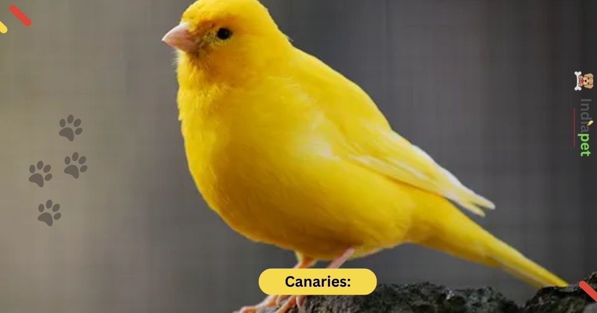 Top 10 Most Popular pet Birds