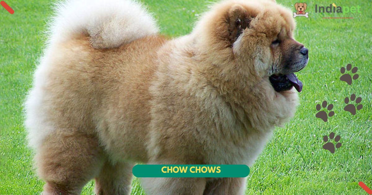 Chow Chows dog