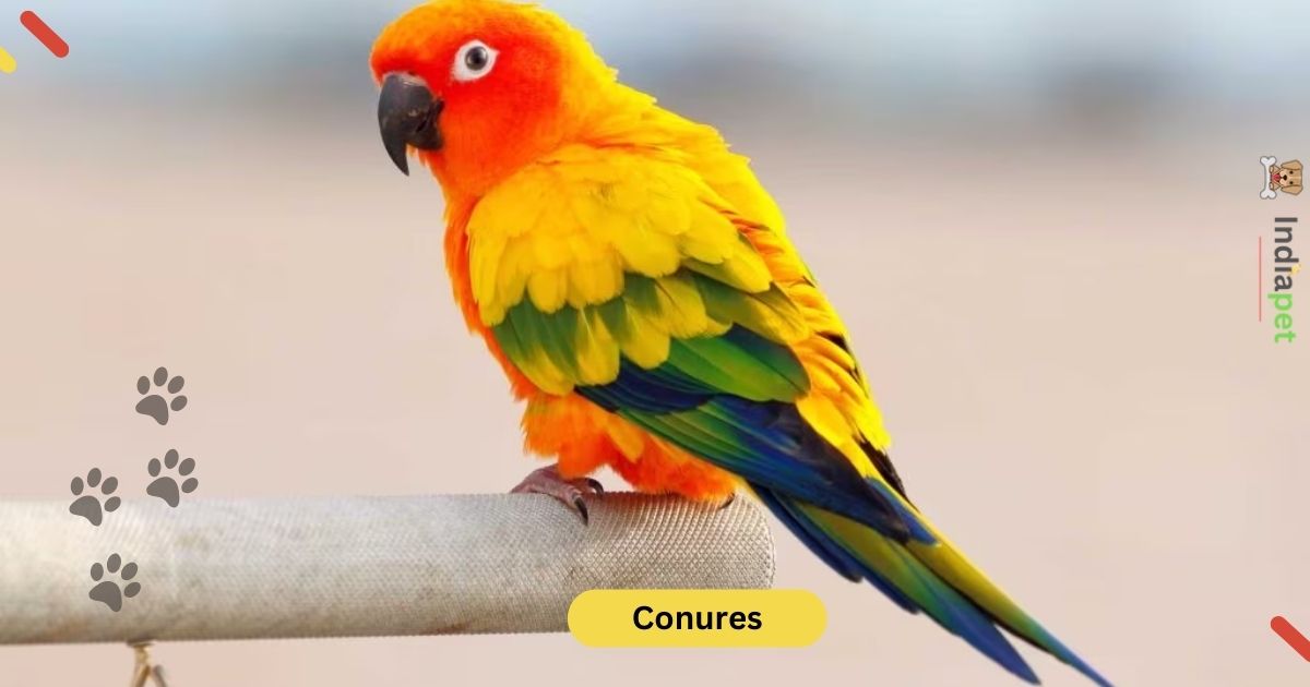 Top 10 Most Popular pet Birds