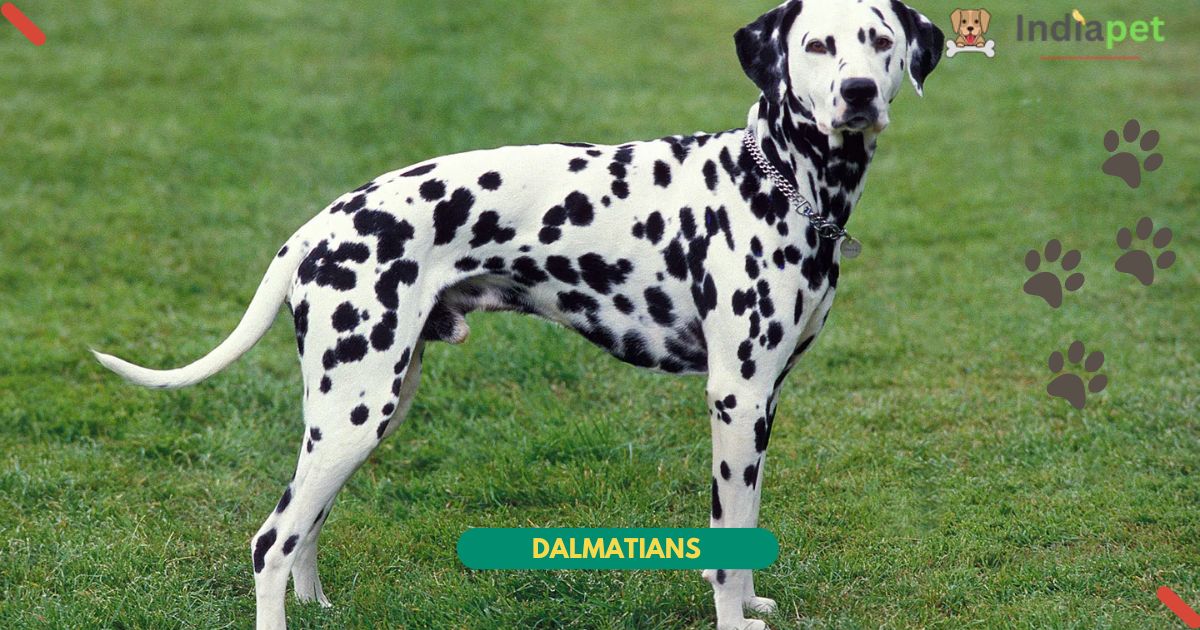 Dalmatians dog