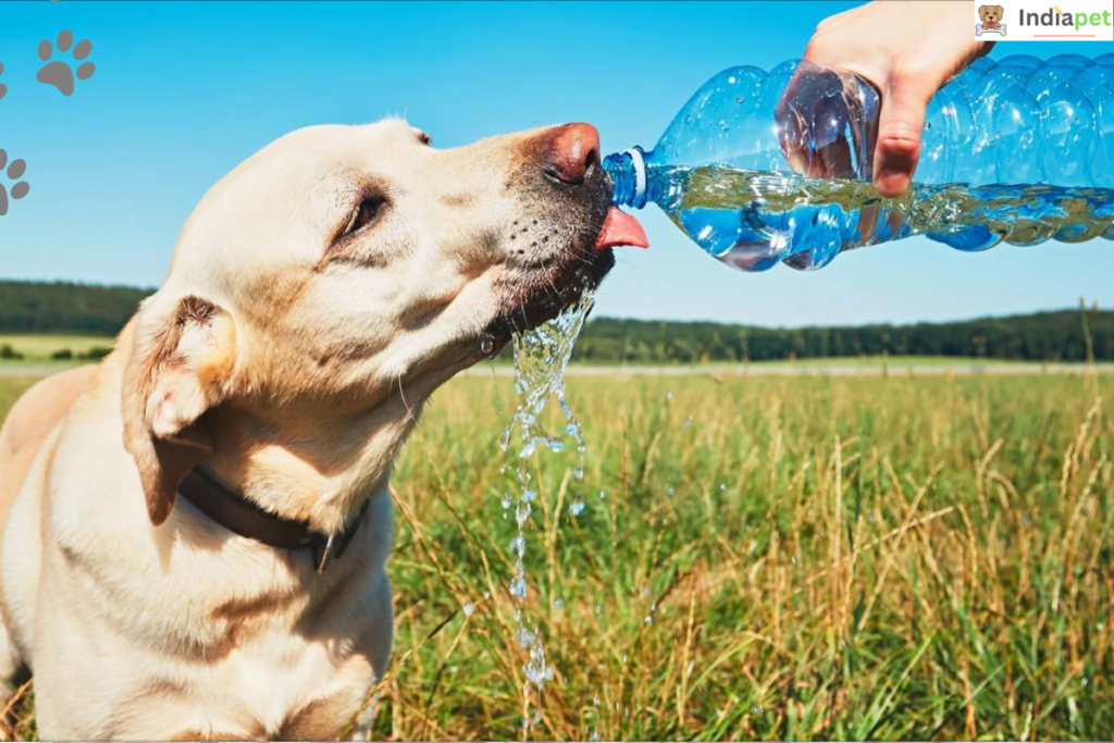 Does Global Warming Affect Your Pet?