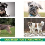 top Dog Breed that starts with Z