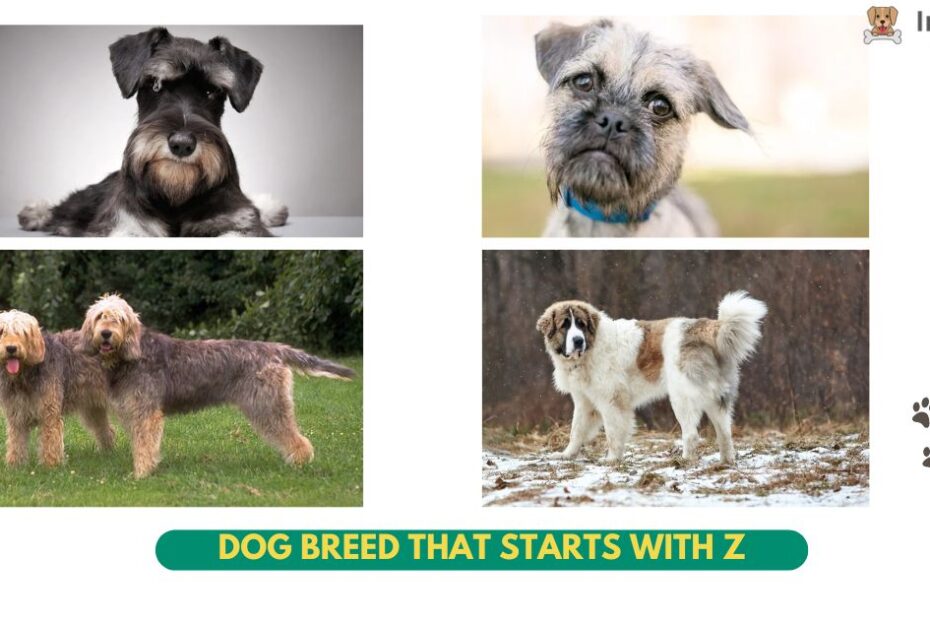 top Dog Breed that starts with Z