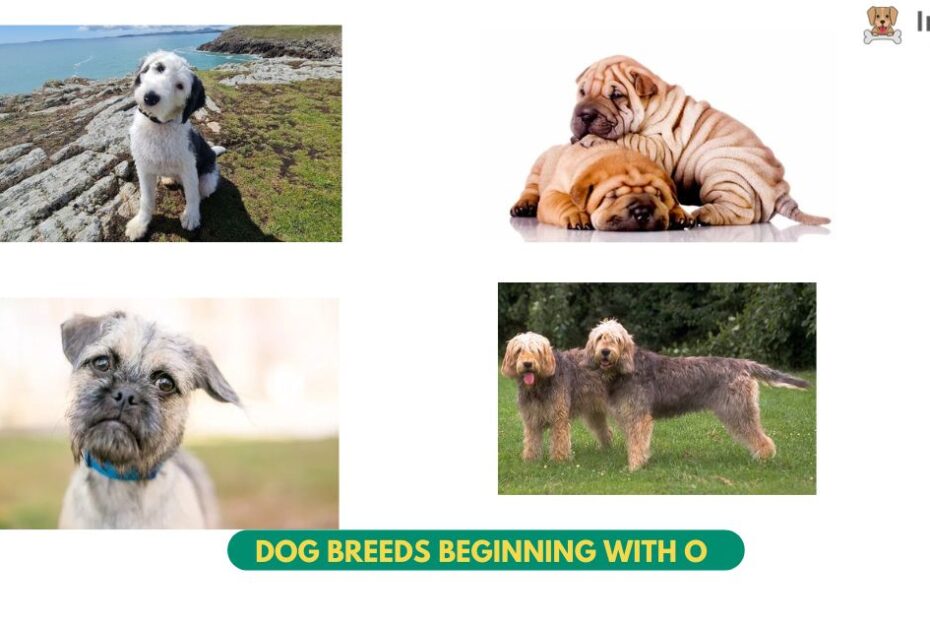 best Dog Breeds Beginning with O