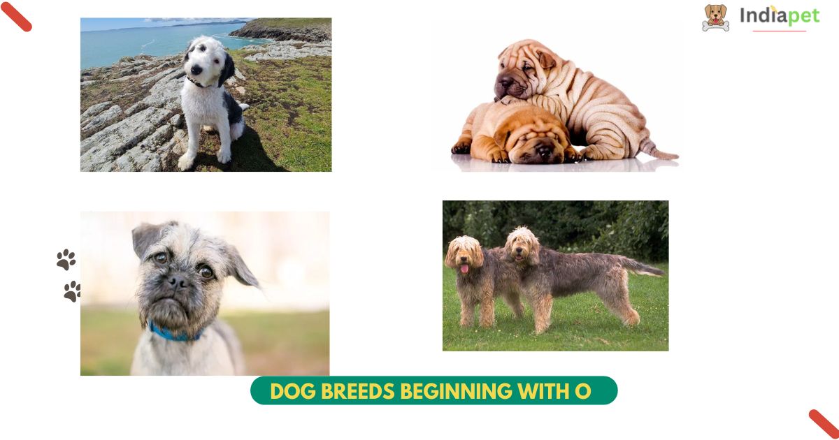 best Dog Breeds Beginning with O