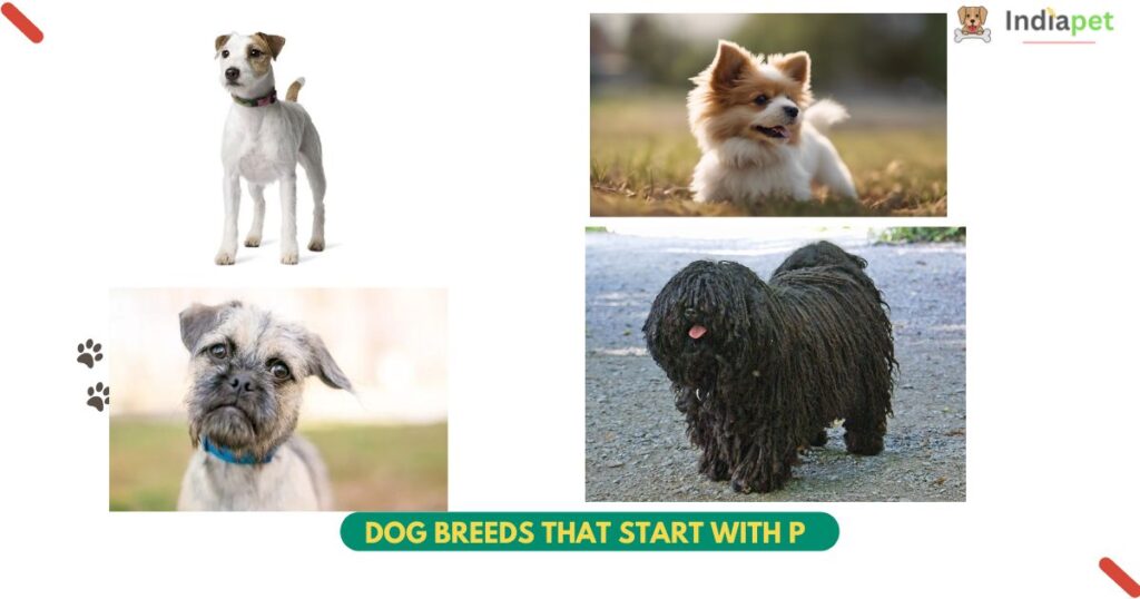 top 50+ Dog Breeds that start with P