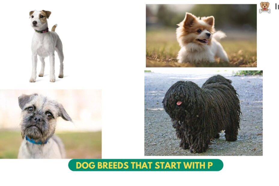 top 50+ Dog Breeds that start with P