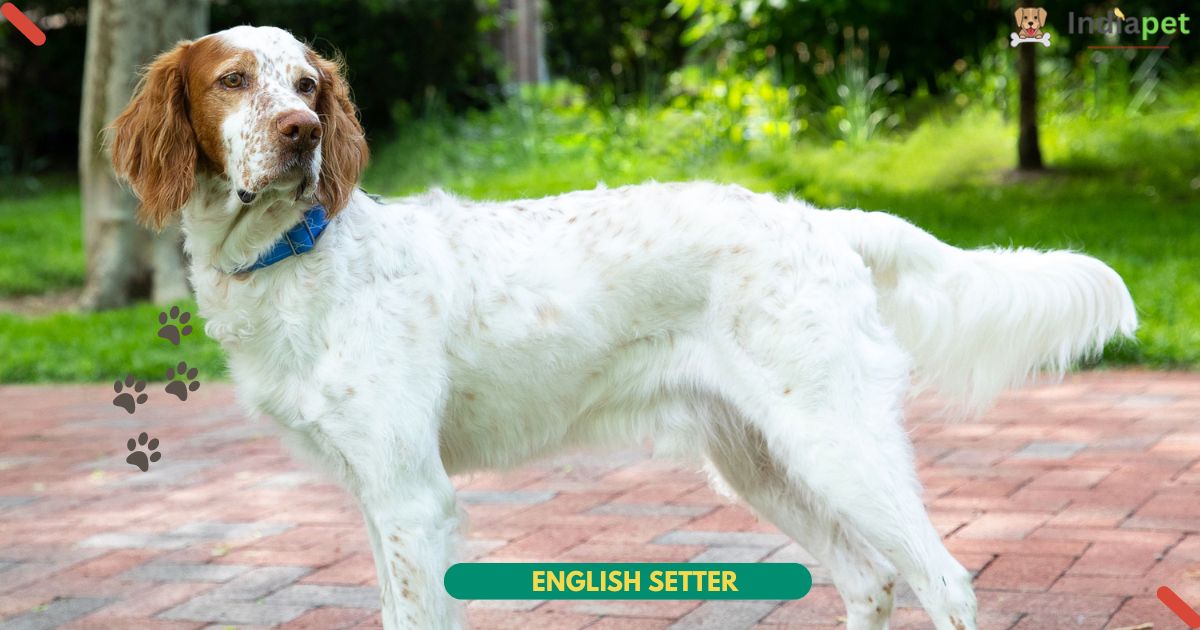 English Setter dog 