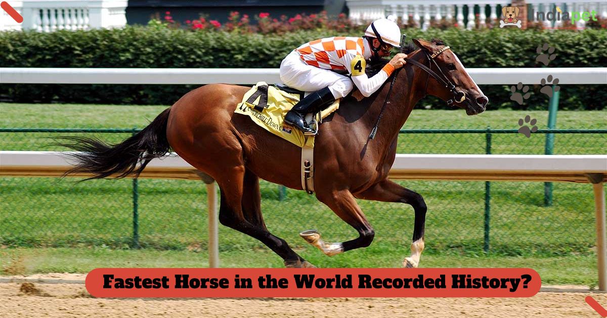 top 10 Fastest Horse in the World 