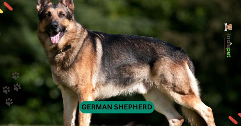 10 Dog Breeds That Are Prized For Their Athleticism