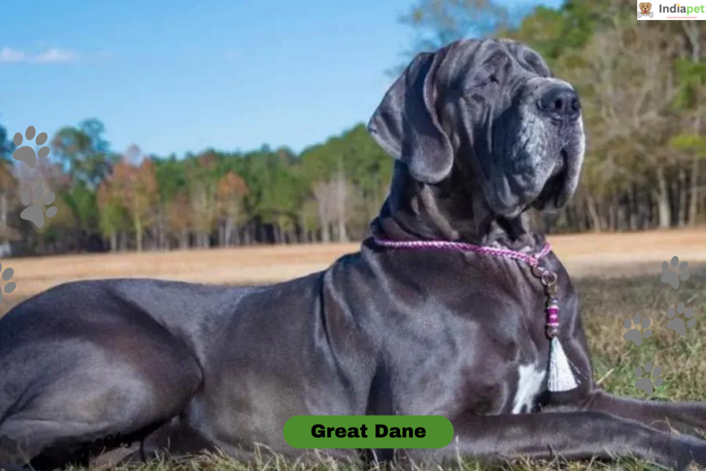 10 Most Protective Dog Breeds in the World