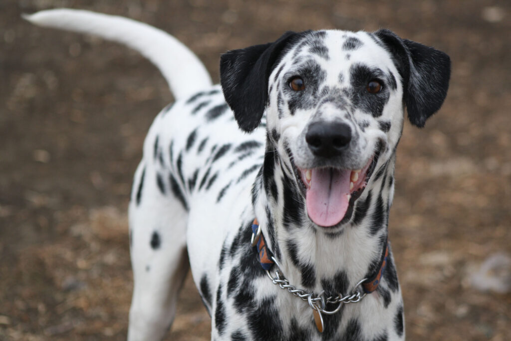 10 Dog Breeds That Are Famous For Their Smiles