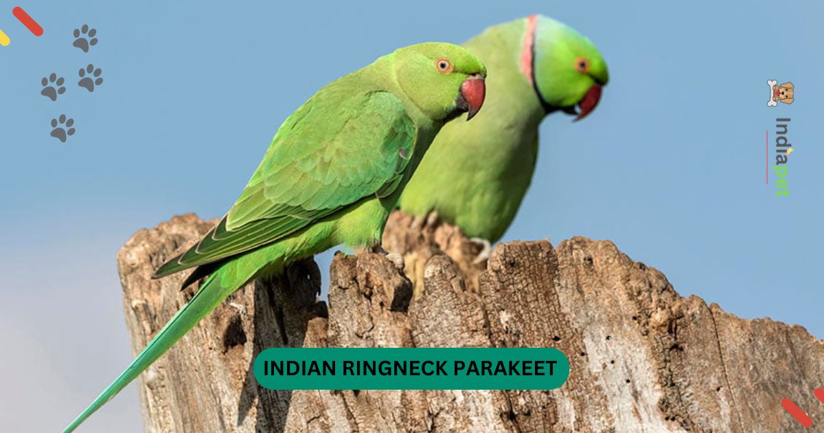 list of banned birds in india