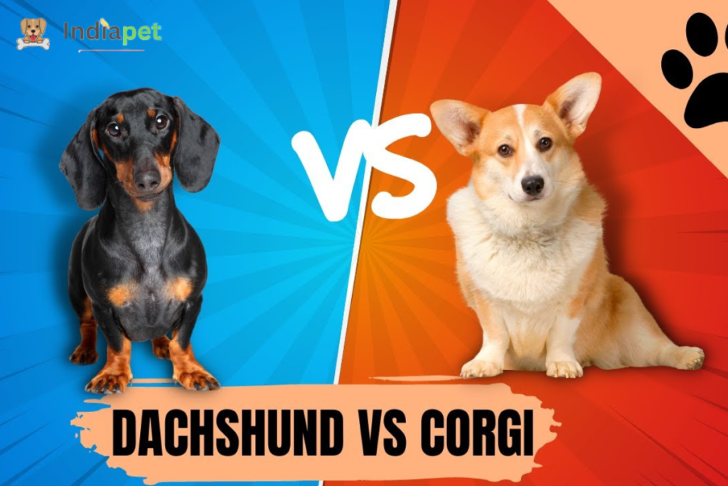 Dachshund vs. Corgi