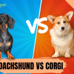 Dachshund vs. Corgi