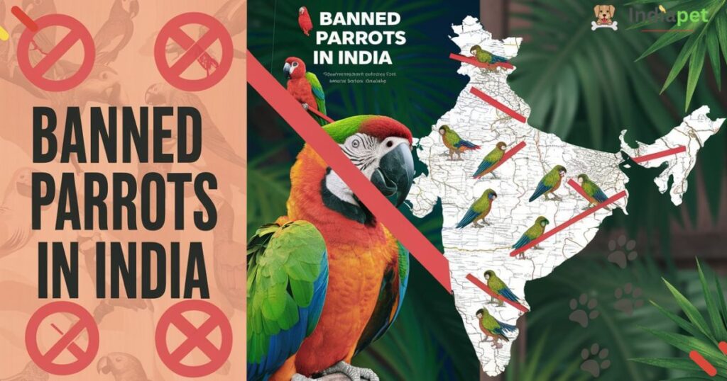 List of Parrots Banned in India