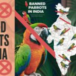 List of Parrots Banned in India