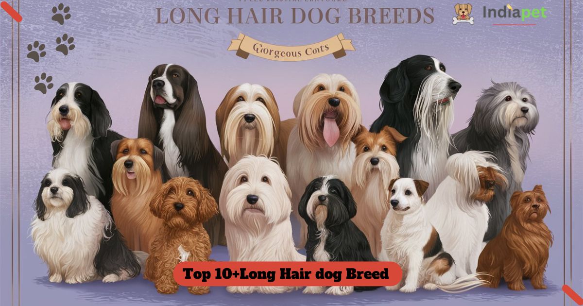 Long Hair dog Breed Name 