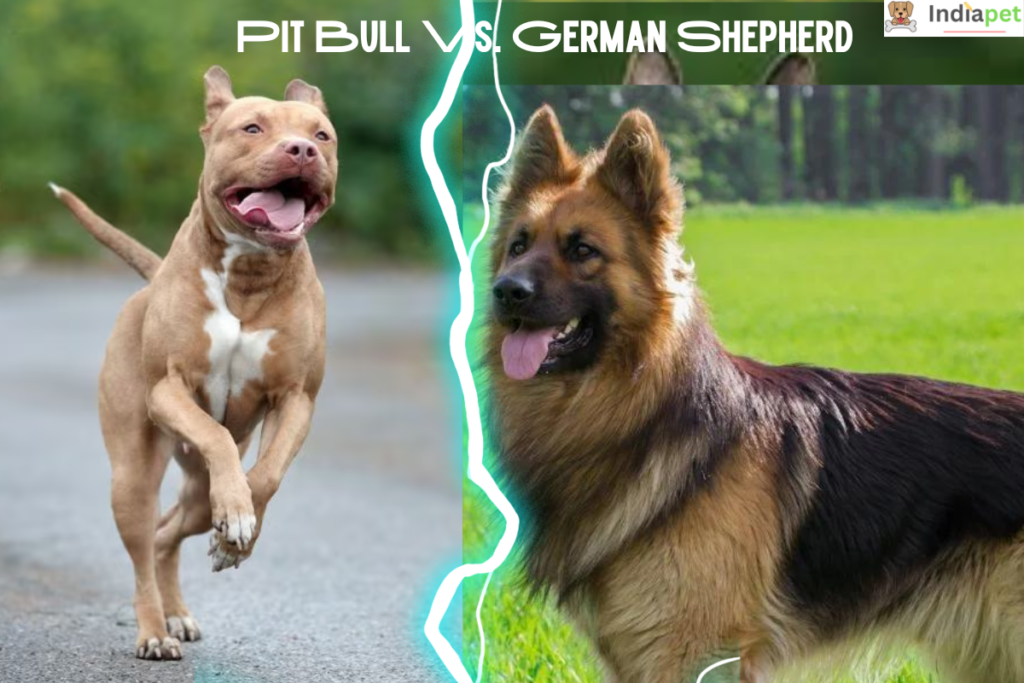 Pit Bull Vs. German Shepherd Comparison