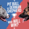 Pit Bull Vs German Shepherd Who will Win