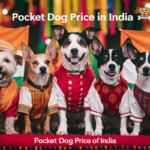 Pocket Dog Price In India [UPDATED 2025]