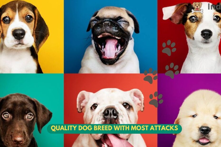 10 Quality Dog Breed with Most Attacks