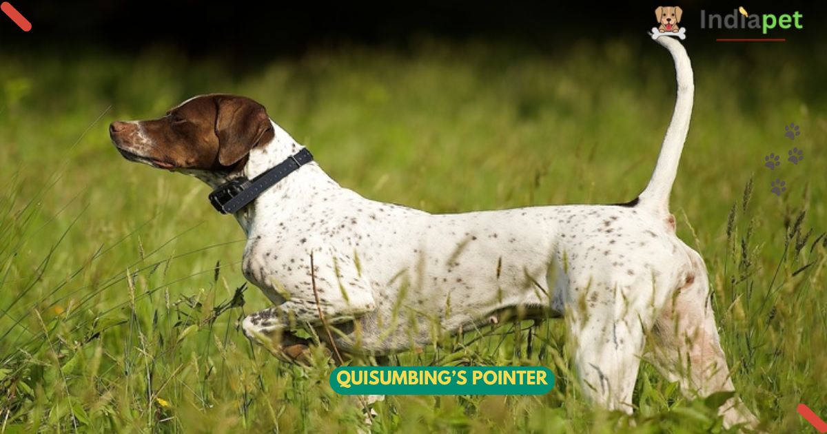 Quisumbing’s Pointer