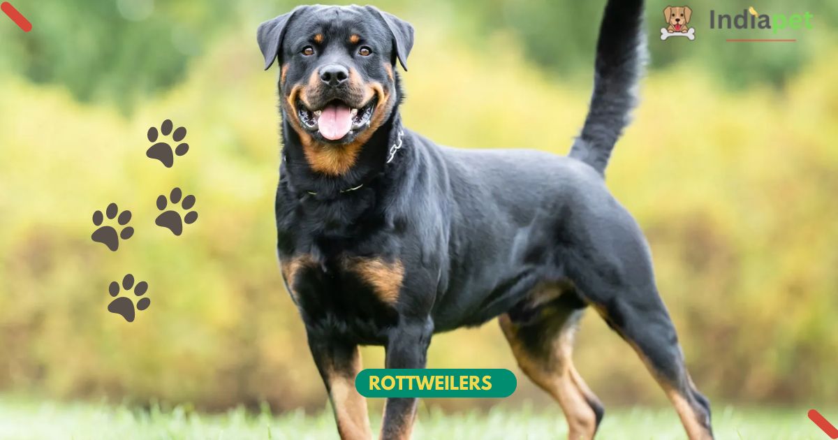 Rottweilers dog 