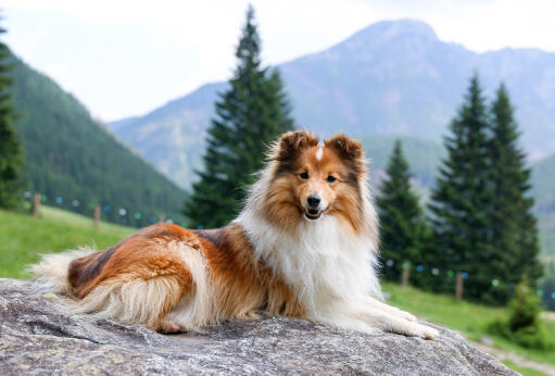 10 Dog Breeds That Are Famous For Their Smiles