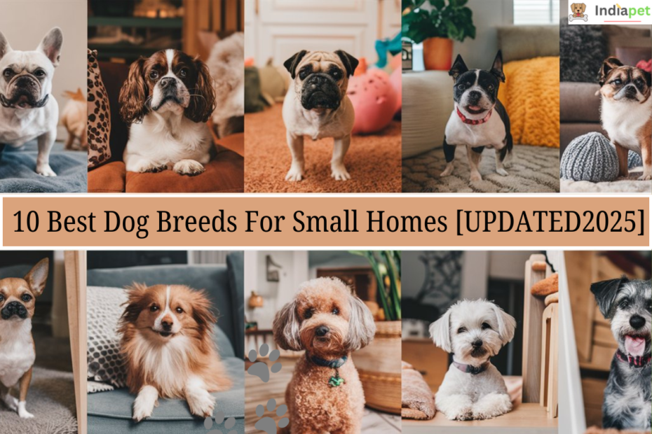 TOP 10 Best Dog Breeds For Small Homes [UPDATED2025]