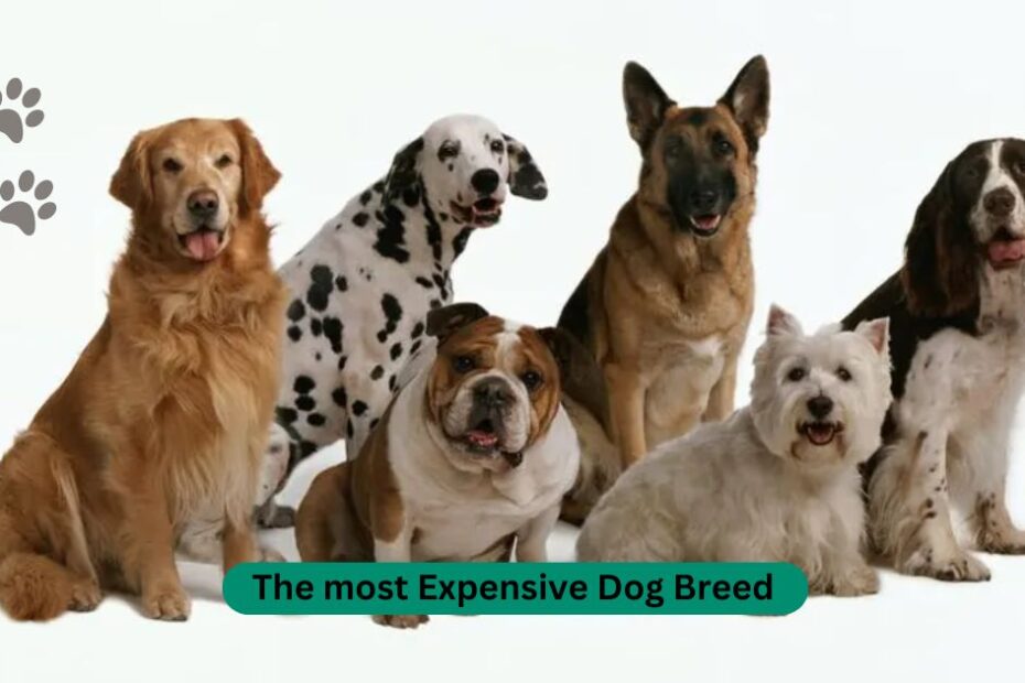 The most Expensive Dog Breed