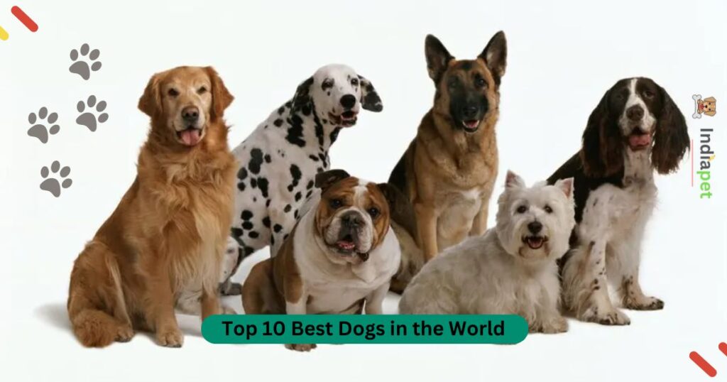 Top 10 Best Dogs in the World