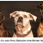 Top 10 Guard Dog Breeds for Home Security