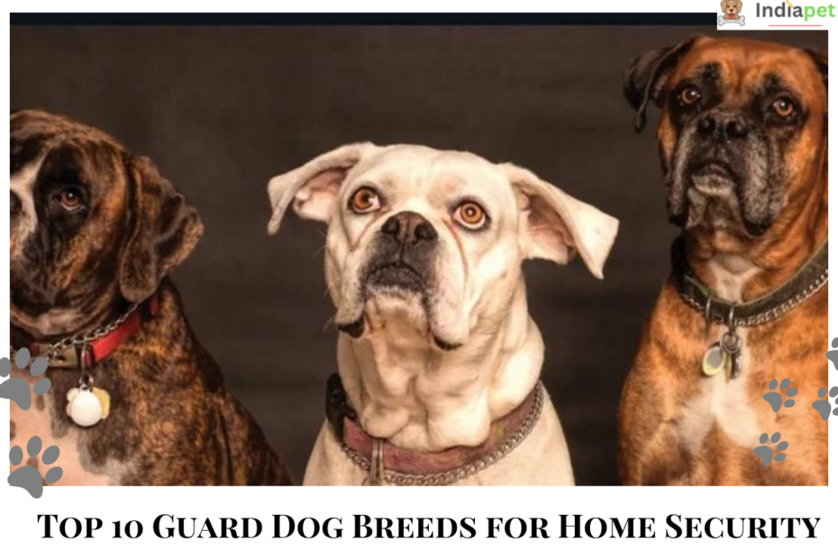 Top 10 Guard Dog Breeds for Home Security