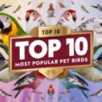 Top 10 Most Popular pet Birds