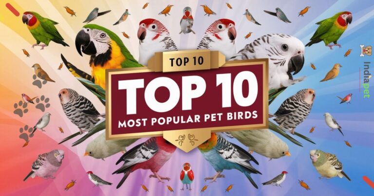 Top 10 Most Popular pet Birds