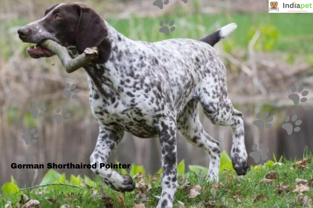  The 10 Best Hunting Dog Breeds in the World