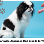 10 Remarkable Japanese Dog Breeds