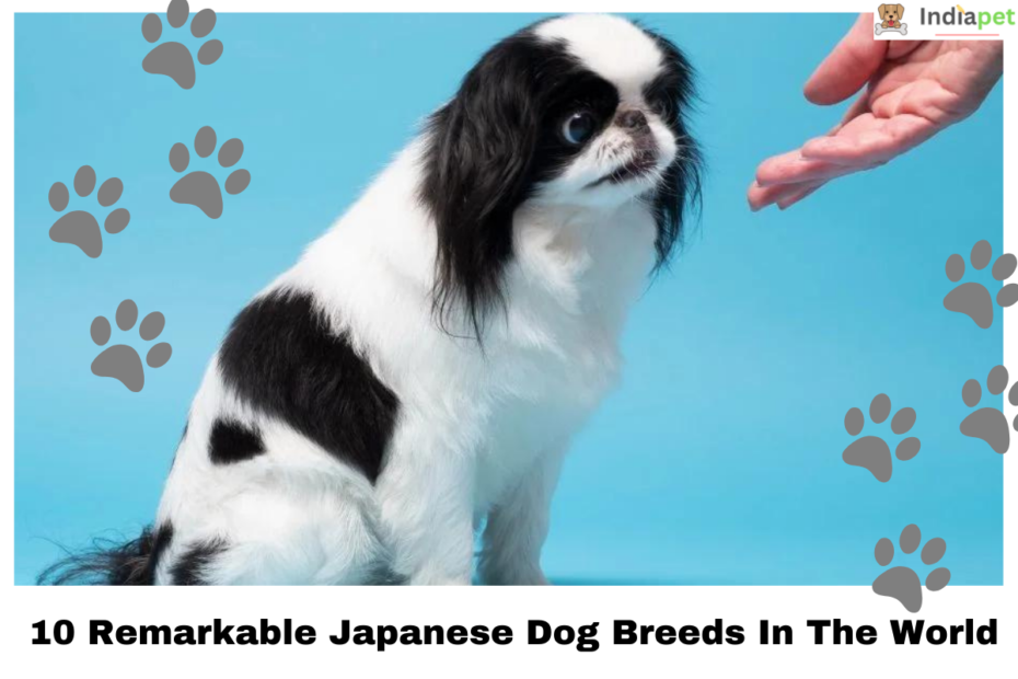 10 Remarkable Japanese Dog Breeds