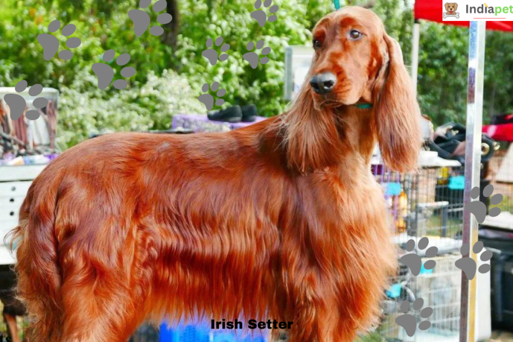  The 10 Best Hunting Dog Breeds in the World