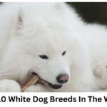 Top 10 White Dog Breeds in the World