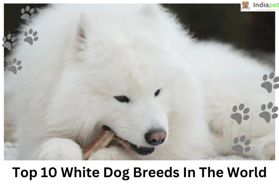 Top 10 White Dog Breeds in the World