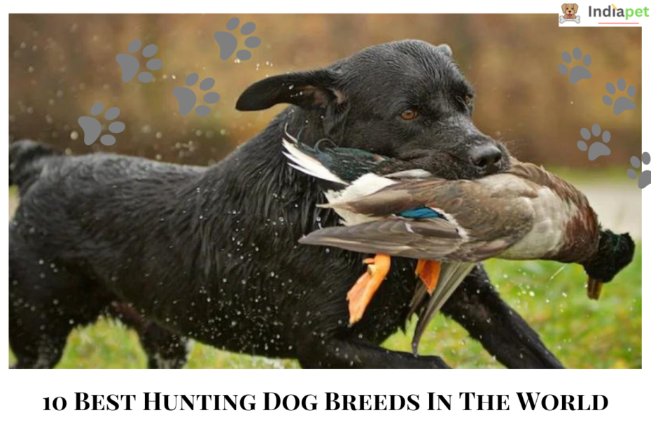  The 10 Best Hunting Dog Breeds in the World