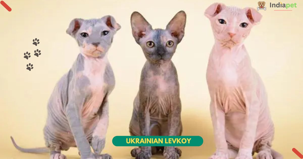 Ukrainian Levkoy dog