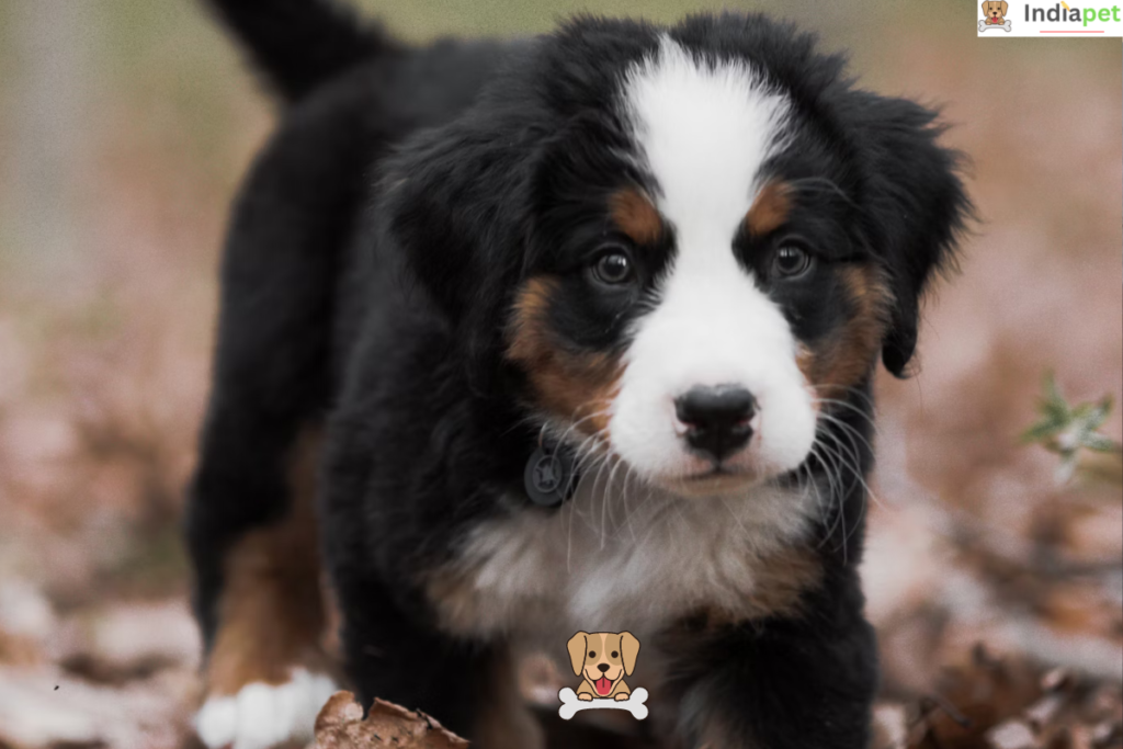 St Bernard Vs Bernese Mountain Dog Compare