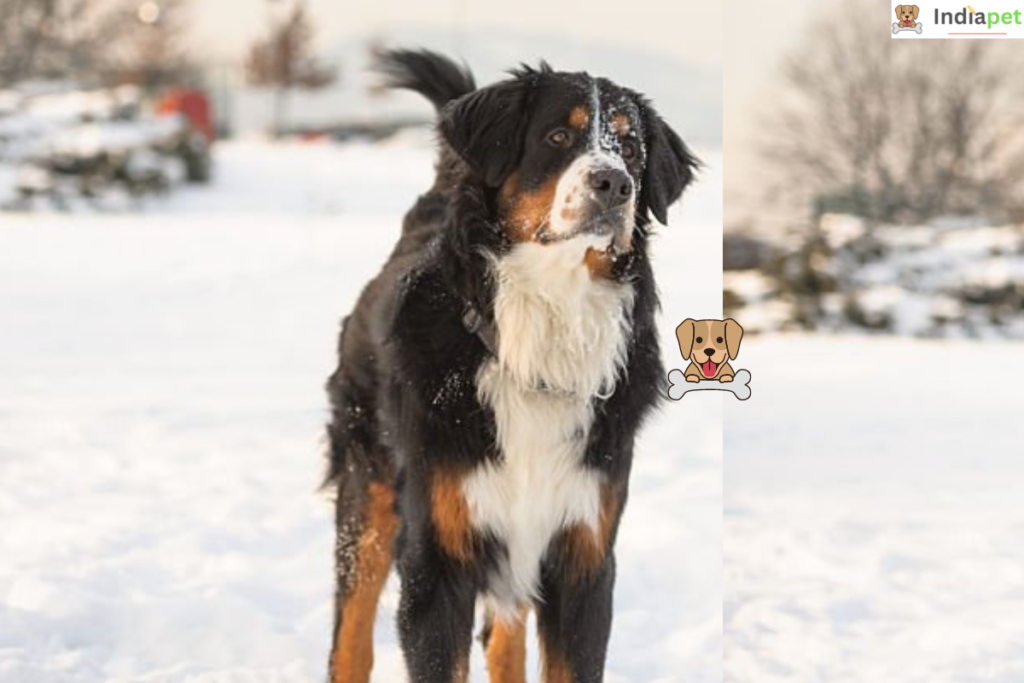 Bernese Mountain Dog